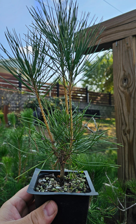 Japanese Black Pine Bonsai Tree Seedling (Pinus Thunbergii) Kuromatsu 2+ Years Old