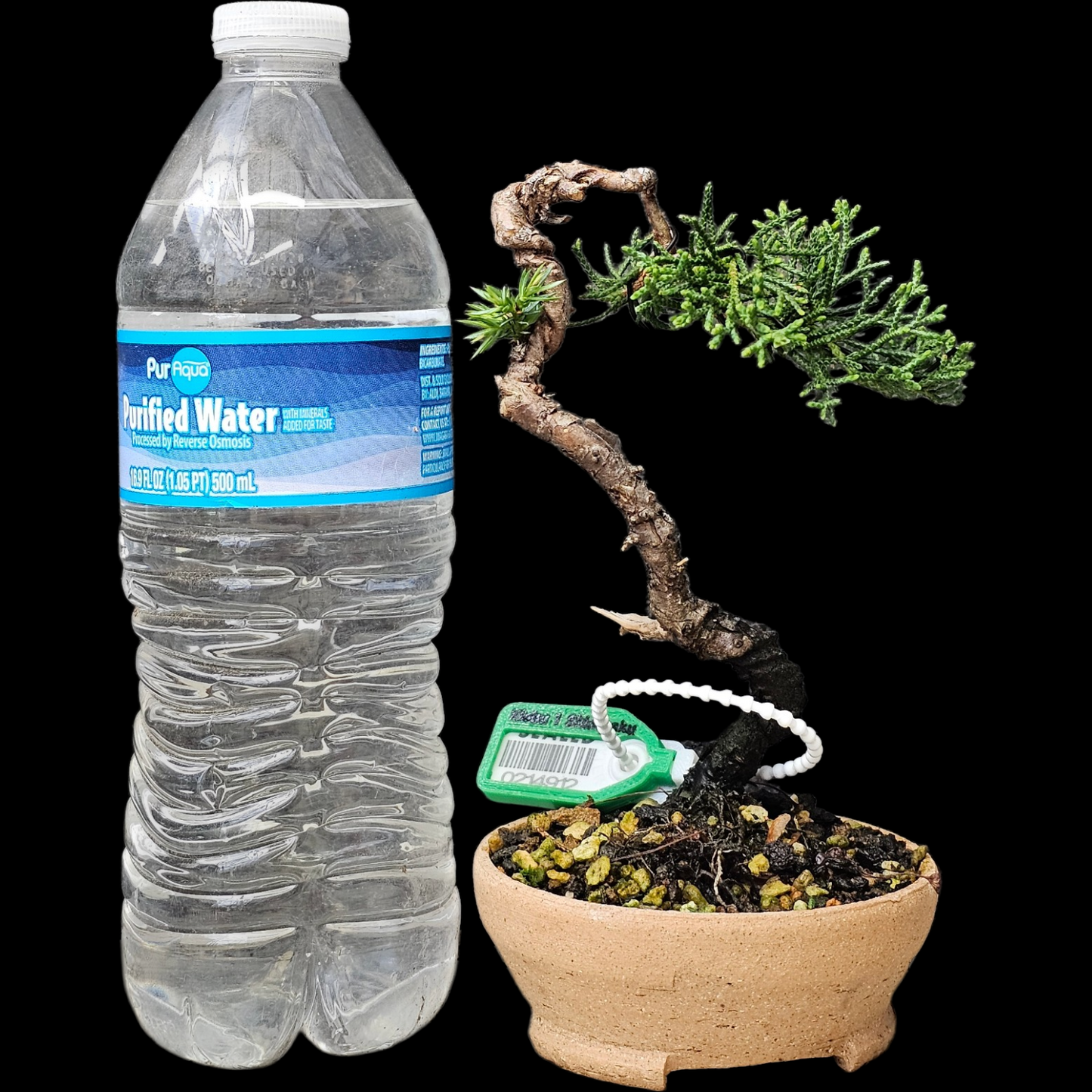 Twisted Kishu Shimpaku Juniper Bonsai