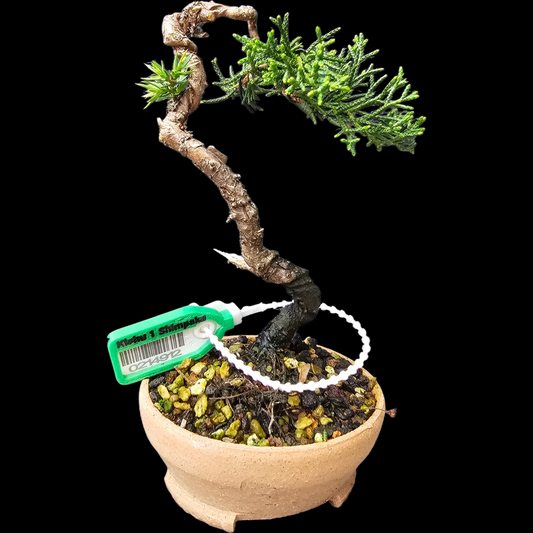 Twisted Kishu Shimpaku Juniper Bonsai