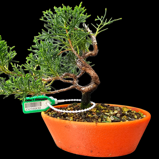 Twisted Kishu Shimpaku Juniper Bonsai