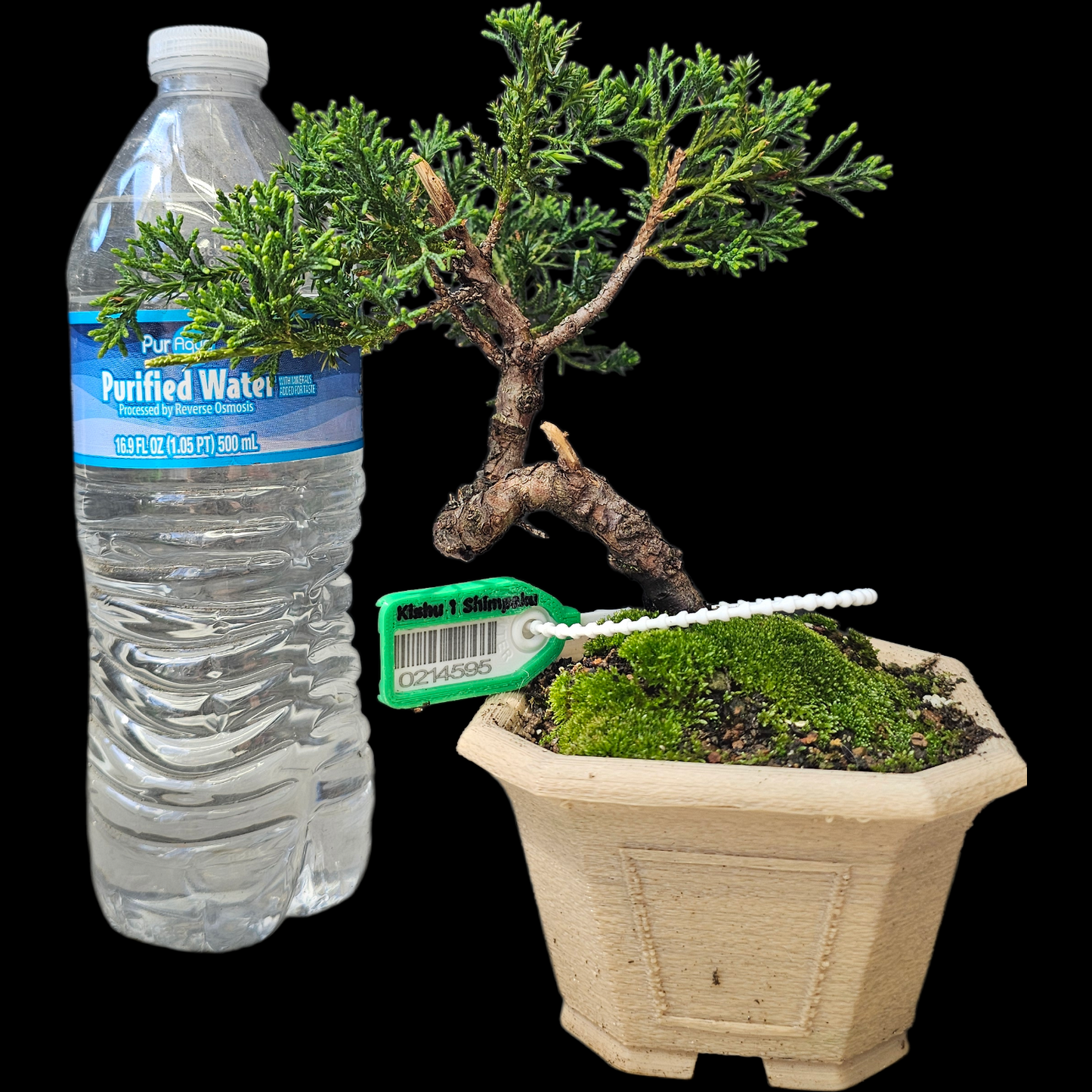 Twisted Kishu Shimpaku Juniper Bonsai