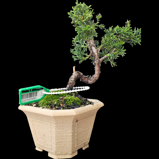 Twisted Kishu Shimpaku Juniper Bonsai