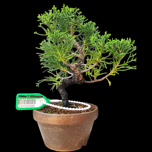 Twisted Kishu Shimpaku Juniper Bonsai