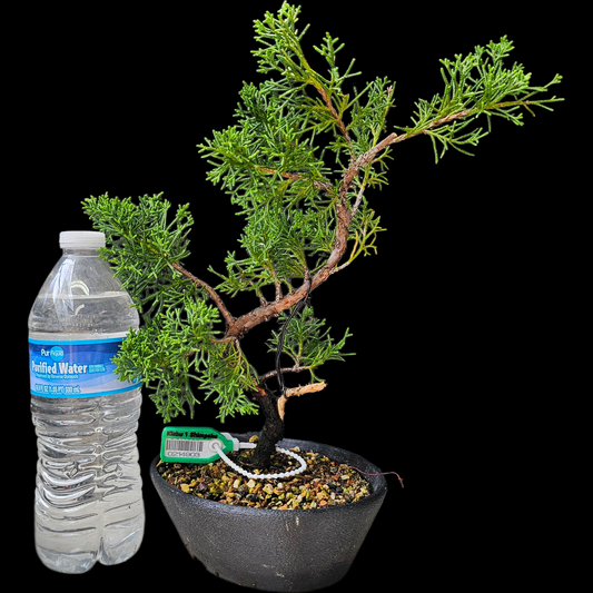 Twisted Kishu Shimpaku Juniper Bonsai
