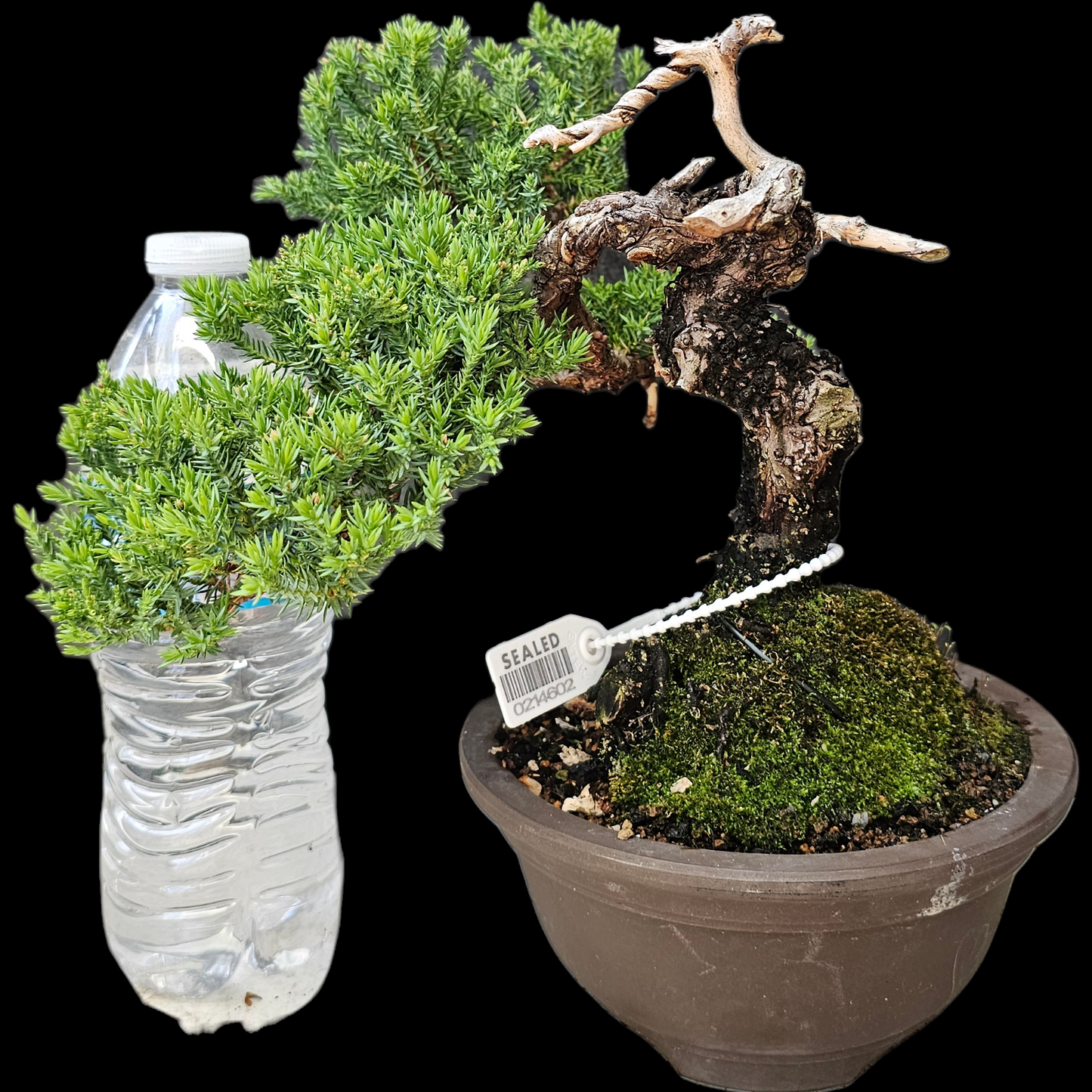 Procumbens Nana, Japanese/Chinese Garden Juniper Bonsai Tree