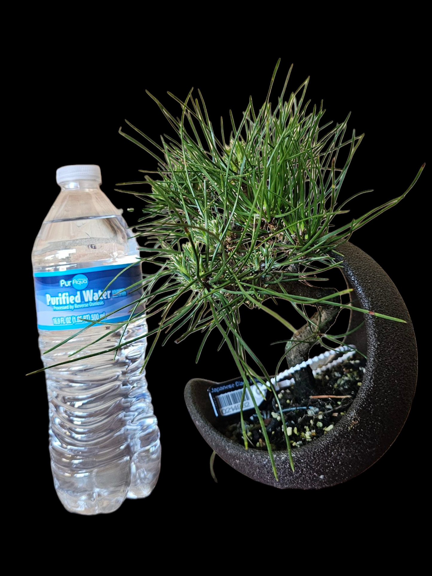 Twisty Japanese Black Pine Bonsai