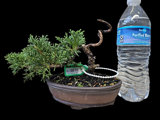 Twisted kishu Shimpaku Juniper Bonsai