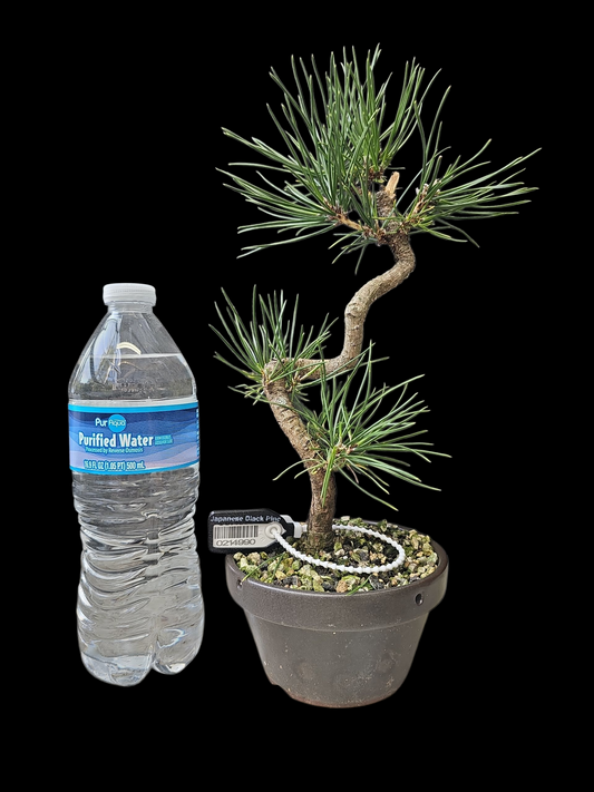 Twisty Japanese Black Pine pre-bonsai
