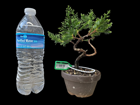 Twisted kishu Shimpaku Juniper Bonsai