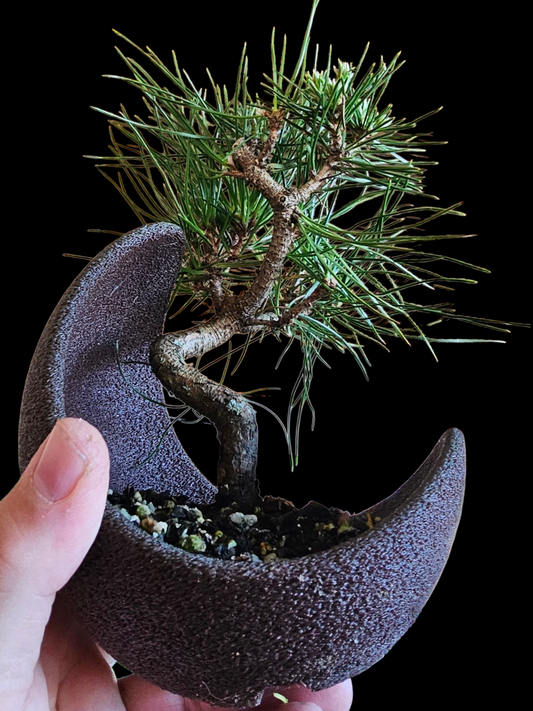 Twisty Japanese Black Pine Bonsai