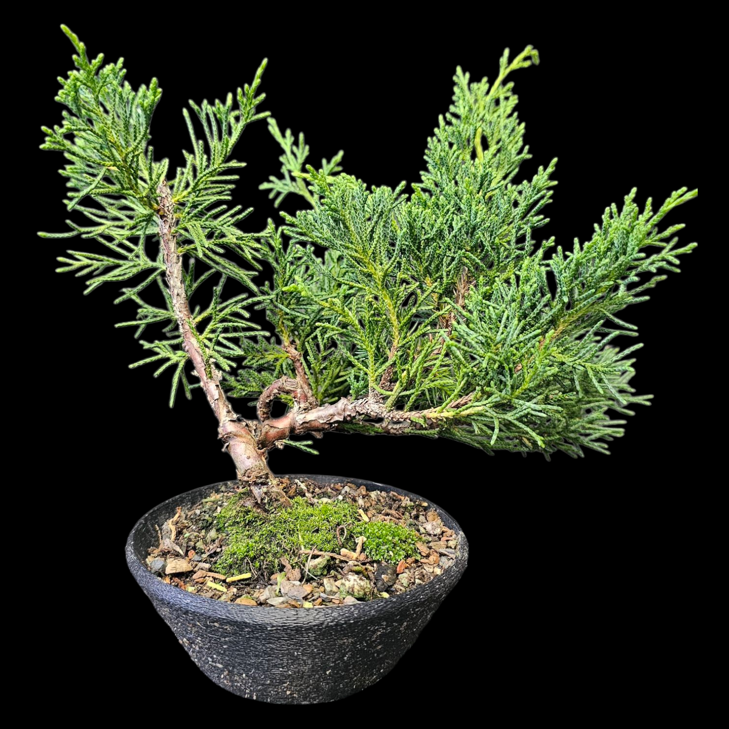 Twisted Shimpaku Juniper Bonsai