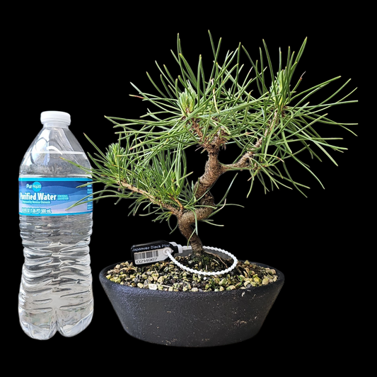 Twisty Japanese Black Pine Bonsai