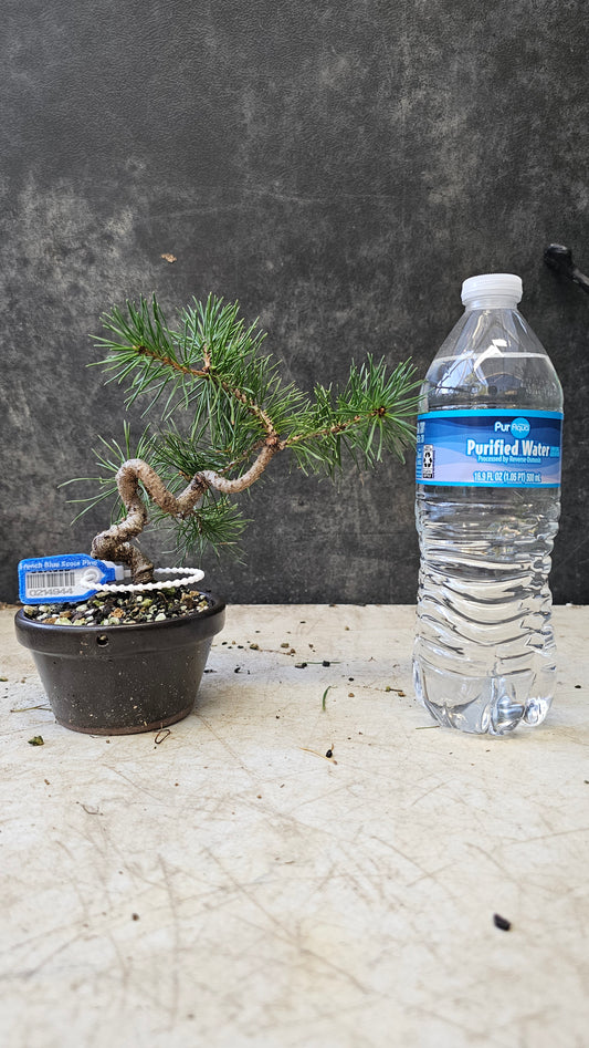 French Blue Scots Pine pre-bonsai