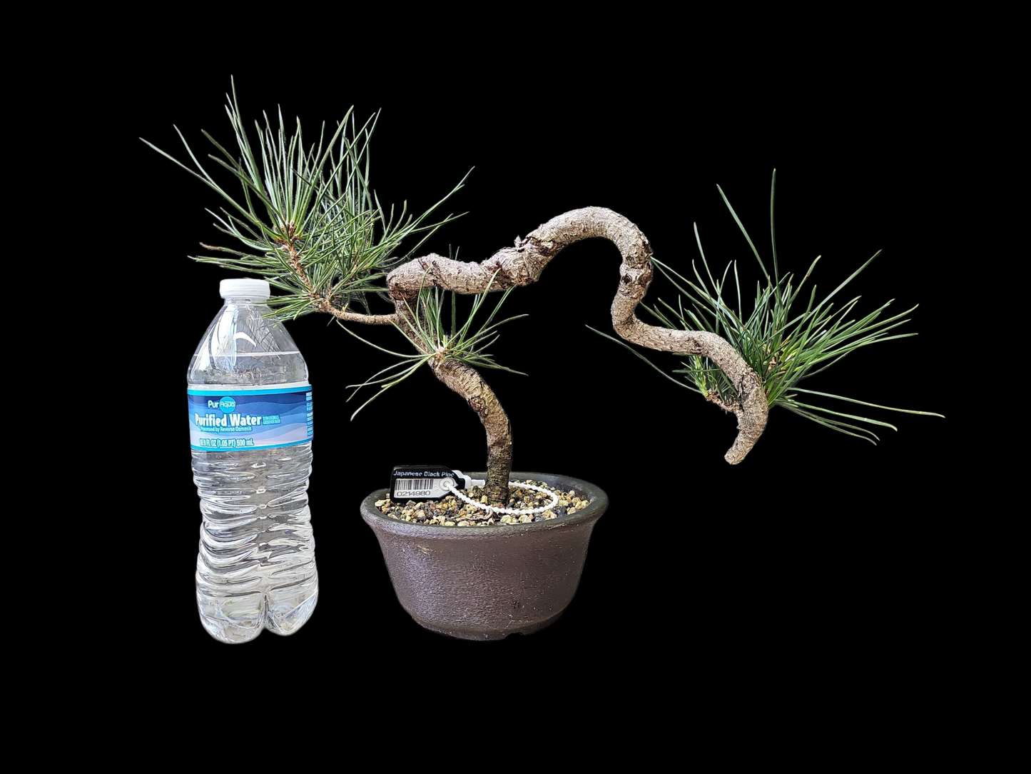Twisty Japanese Black Pine Bonsai