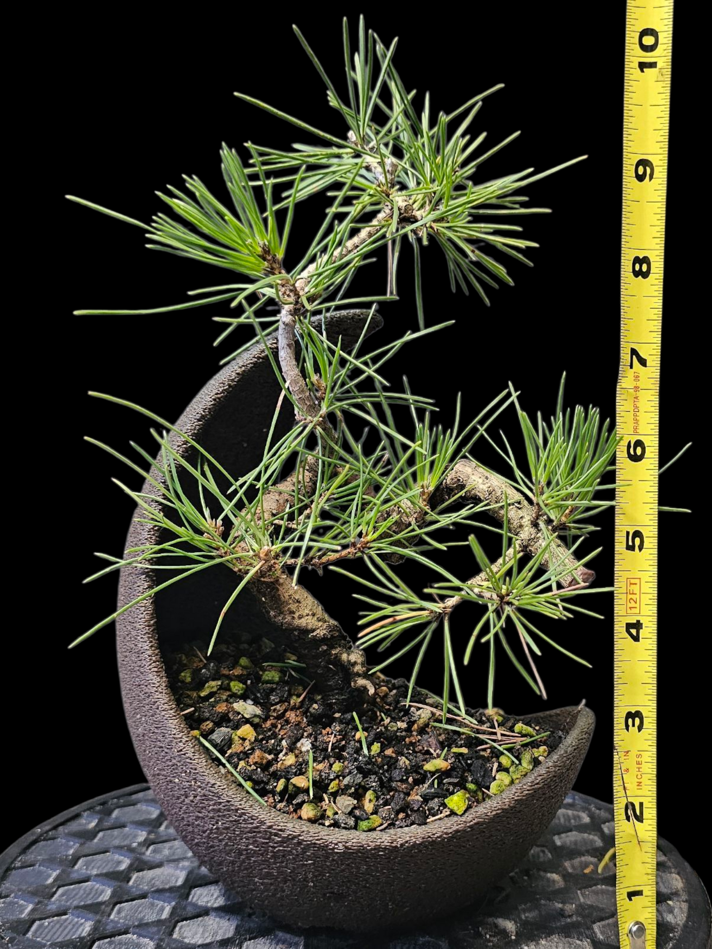 Japanese Black Pine twisty pre-bonsai in plastic crescent moon training pot