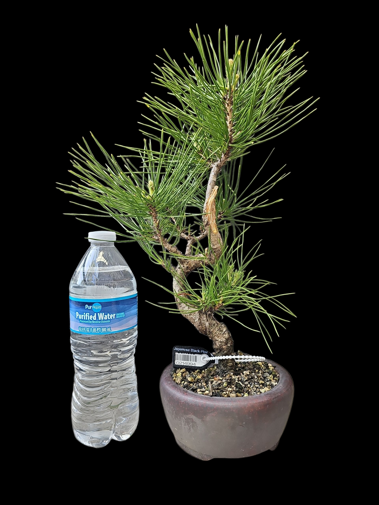 Twisty Japanese Black Pine pre-bonsai