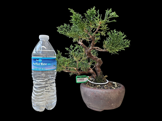 Twisted kishu Shimpaku Juniper Bonsai