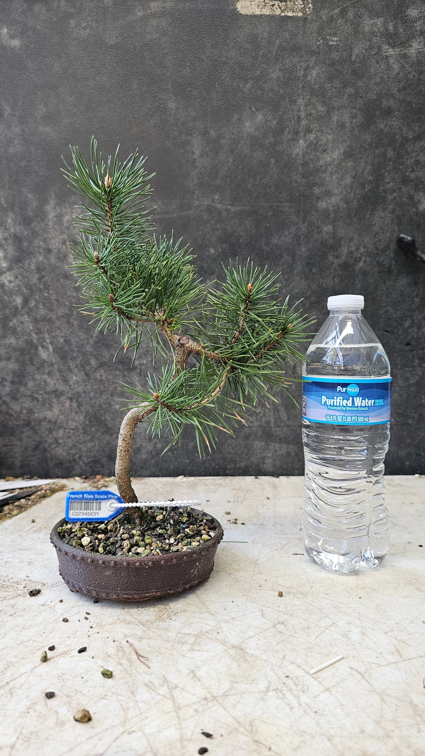 French Blue Scots Pine pre-bonsai