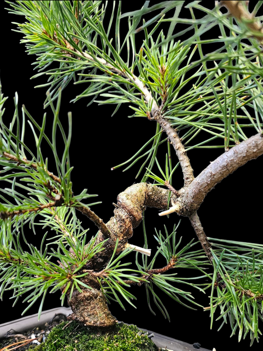 French Blue Scots Pine Twisty pre-bonsai