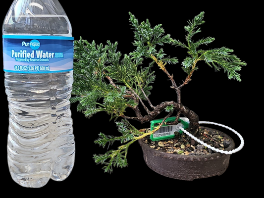 Twisted kishu Shimpaku Juniper Bonsai