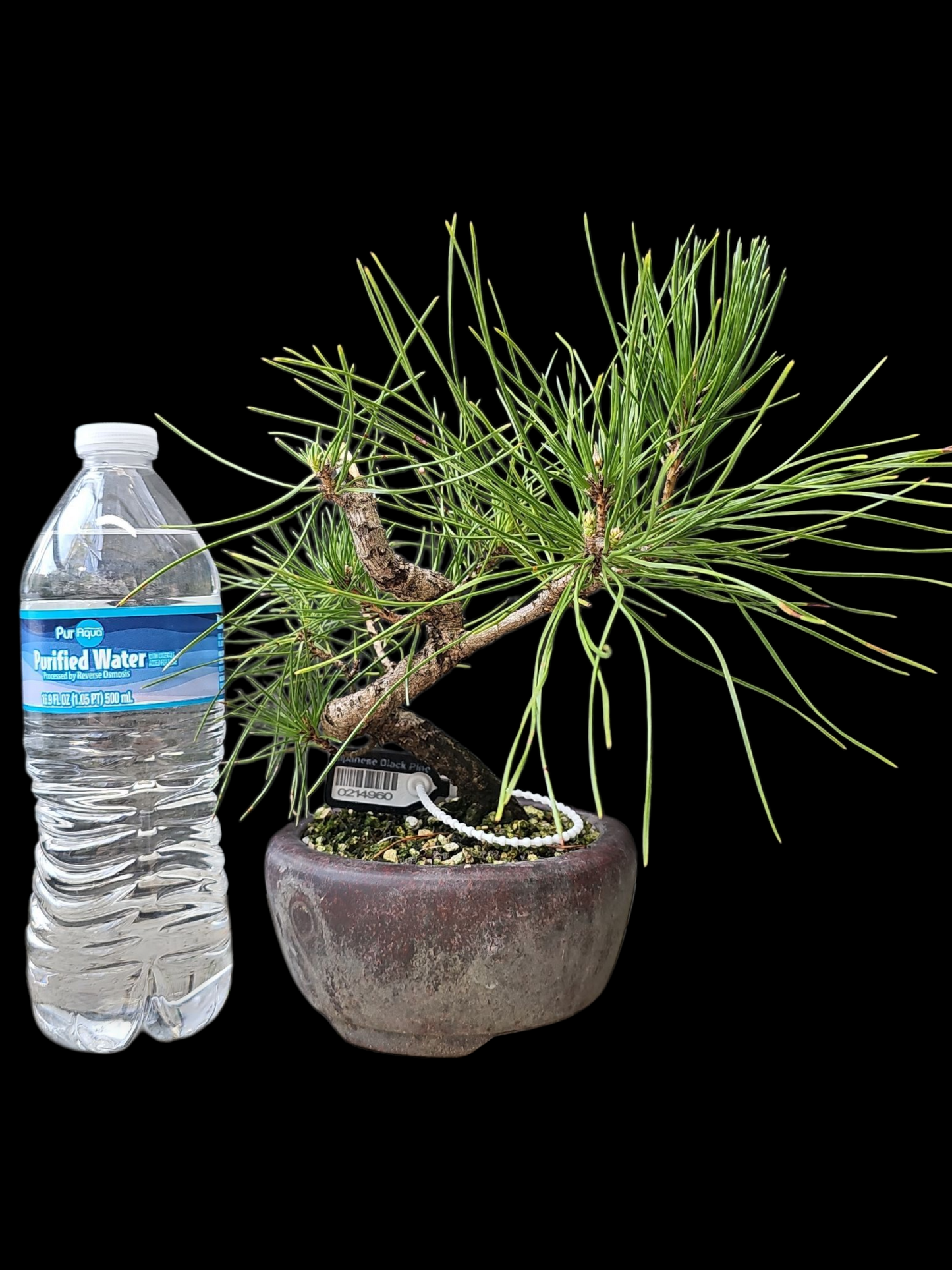 Twisty Japanese Black Pine pre-bonsai