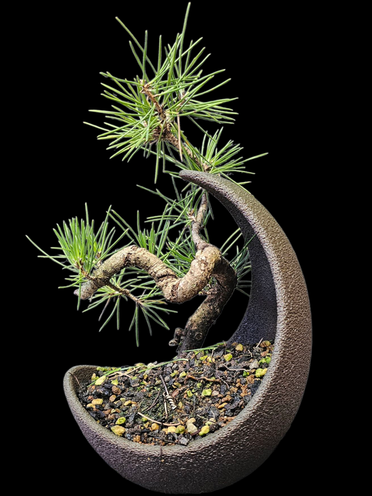 Japanese Black Pine twisty pre-bonsai in plastic crescent moon training pot
