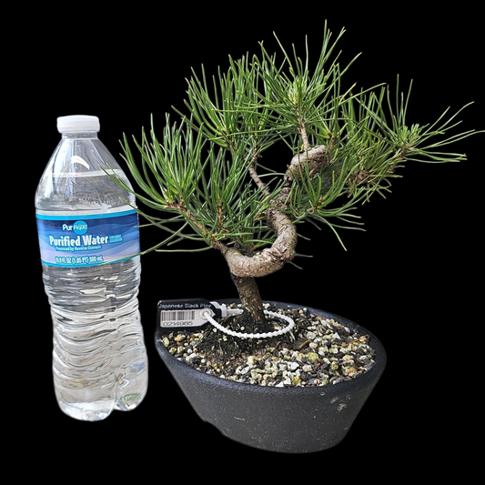 Twisty Japanese Black Pine pre-bonsai