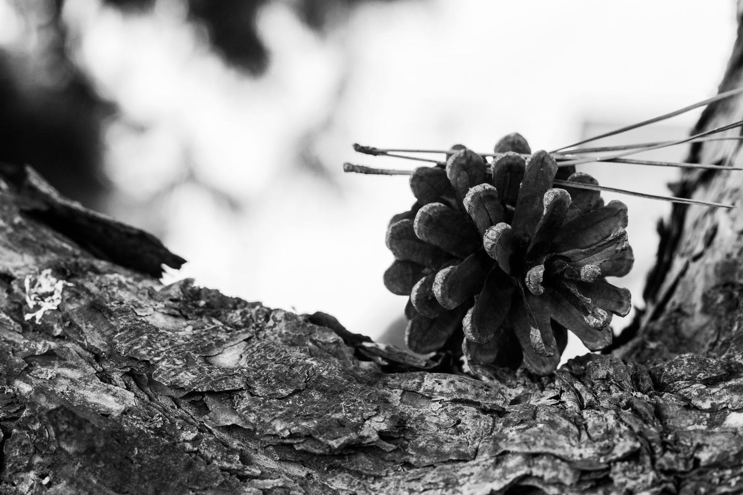 Bonsai Tree Seeds