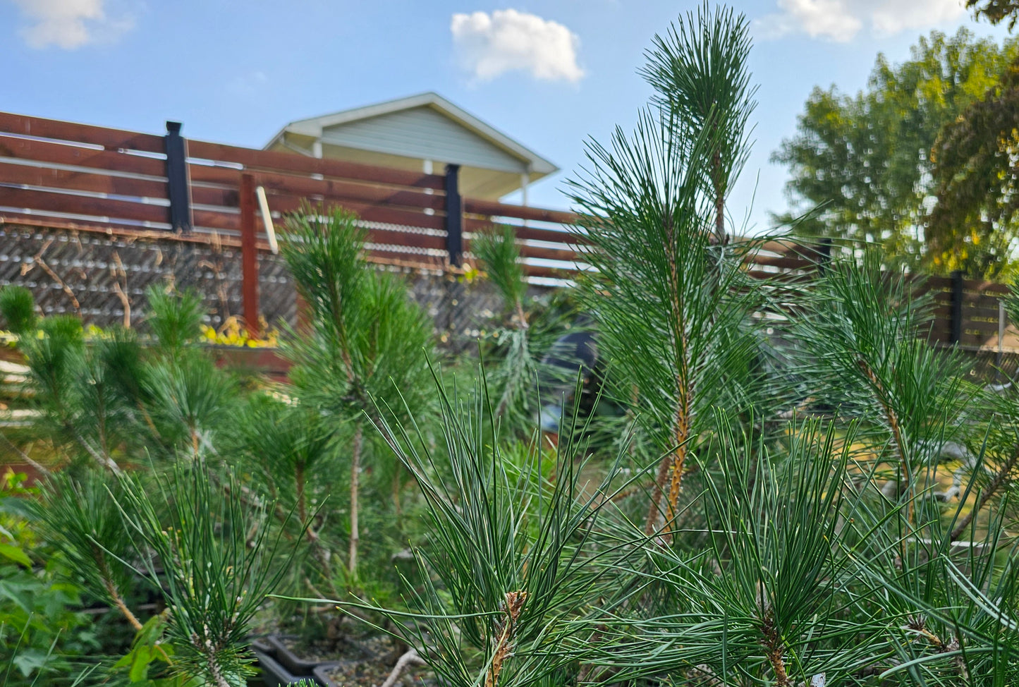 Japanese Black Pine Bonsai Tree Seeds (Pinus Thunbergii) Kuromatsu