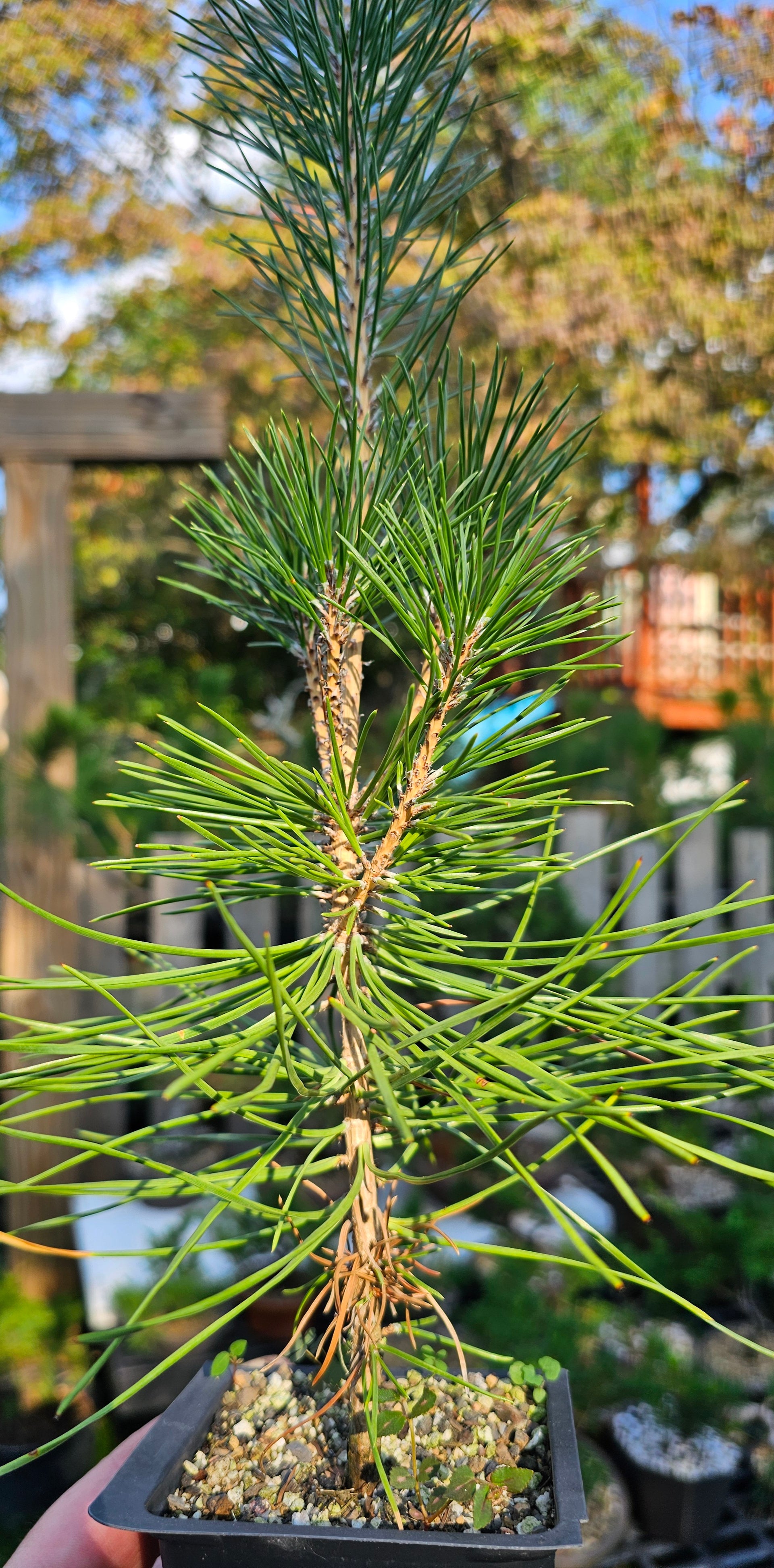 Japanese Black Pine Bonsai Seedling 2+ Years
