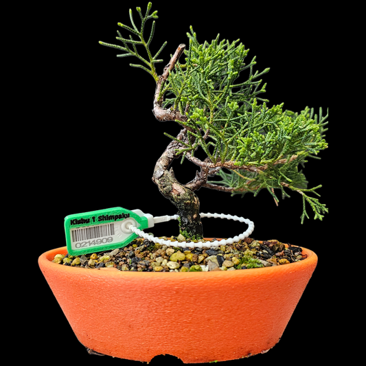 Twisted Kishu Shimpaku Juniper Bonsai