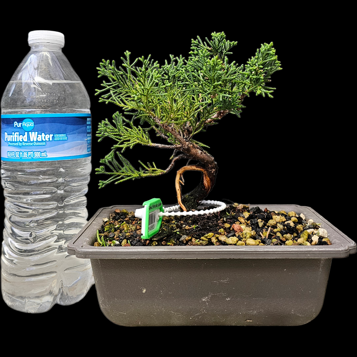 Twisted Kishu Shimpaku Juniper Bonsai