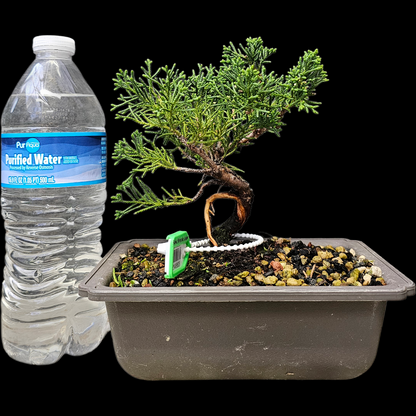 Twisted Kishu Shimpaku Juniper Bonsai