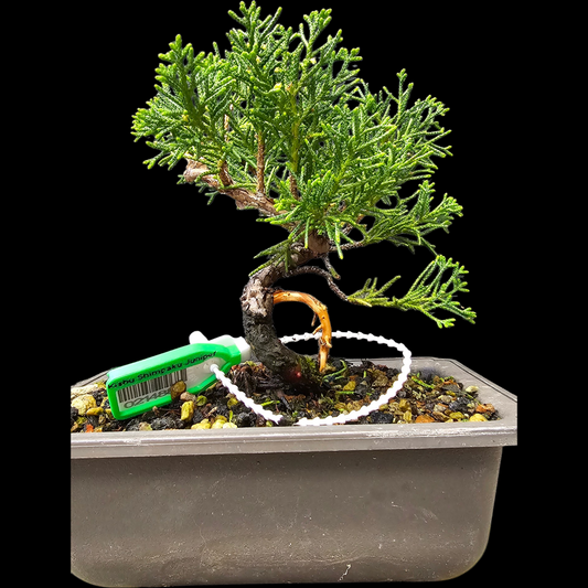 Twisted Kishu Shimpaku Juniper Bonsai