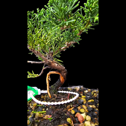 Twisted Kishu Shimpaku Juniper Bonsai