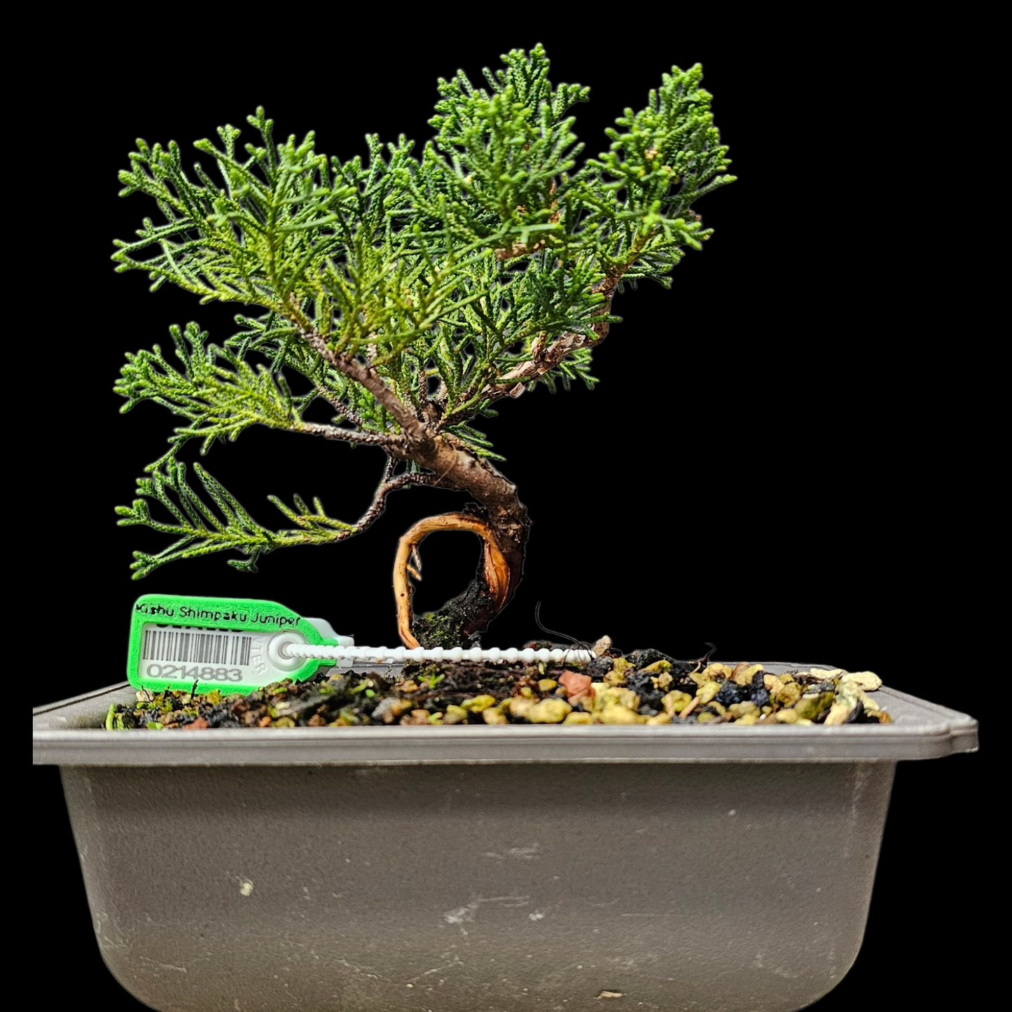 Twisted Kishu Shimpaku Juniper Bonsai
