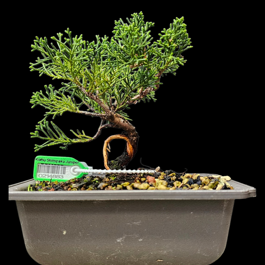 Twisted Kishu Shimpaku Juniper Bonsai
