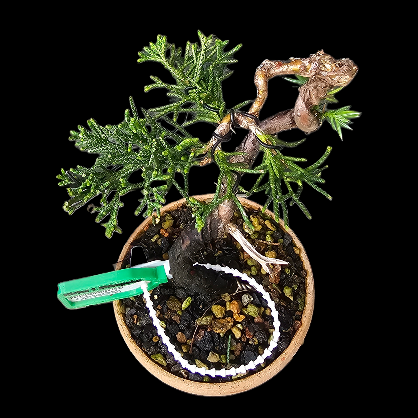 Twisted Kishu Shimpaku Juniper Bonsai