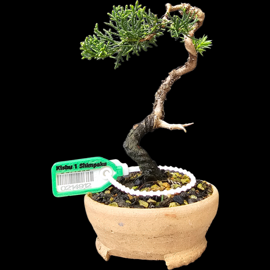 Twisted Kishu Shimpaku Juniper Bonsai