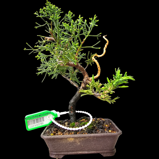 Twisted Kishu Shimpaku Juniper Bonsai