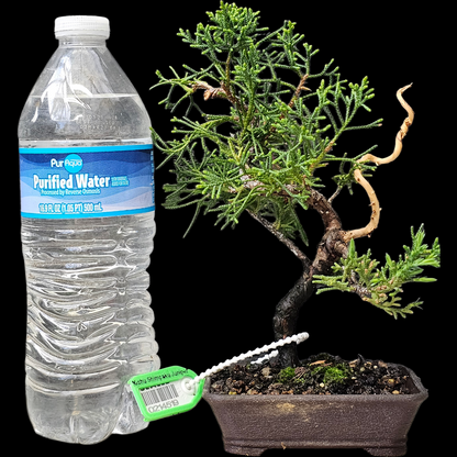 Twisted Kishu Shimpaku Juniper Bonsai