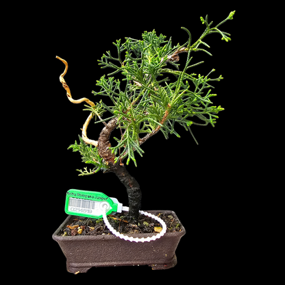 Twisted Kishu Shimpaku Juniper Bonsai