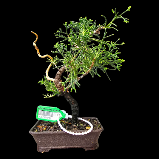 Twisted Kishu Shimpaku Juniper Bonsai