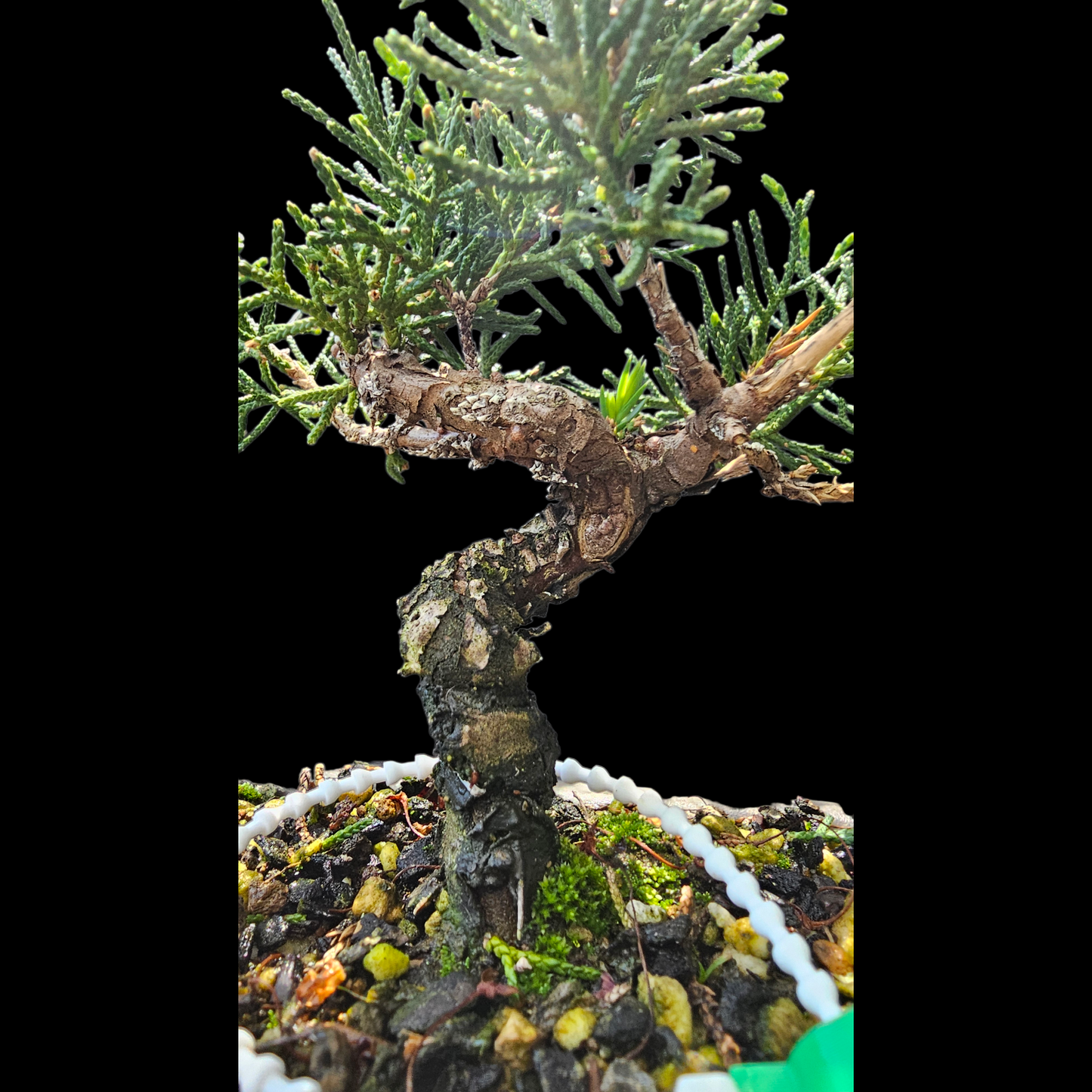 Twisted Kishu Shimpaku Juniper Bonsai