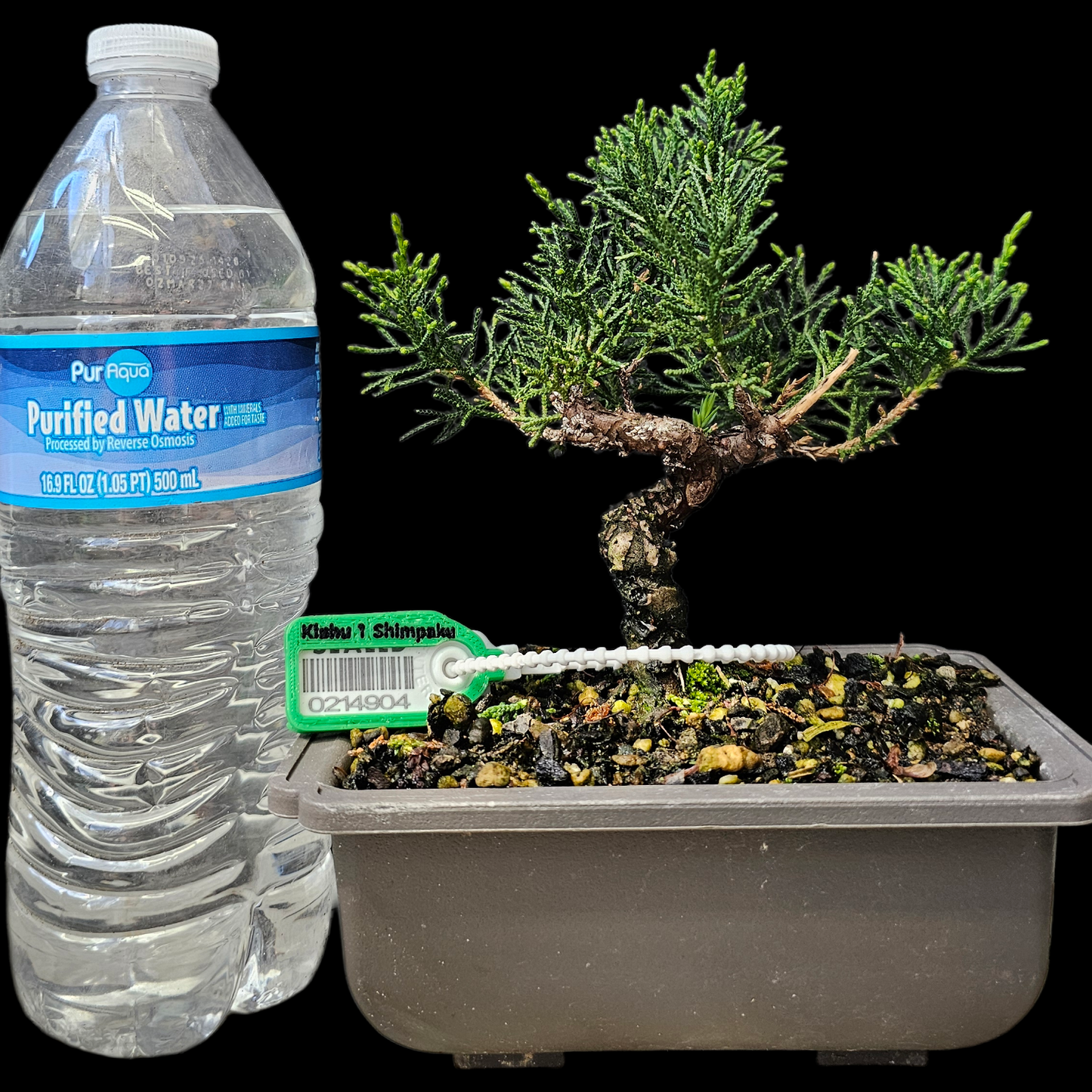 Twisted Kishu Shimpaku Juniper Bonsai
