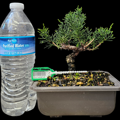 Twisted Kishu Shimpaku Juniper Bonsai