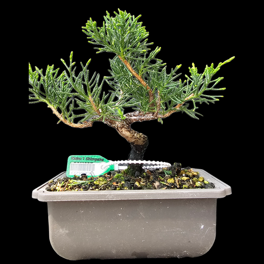 Twisted Kishu Shimpaku Juniper Bonsai