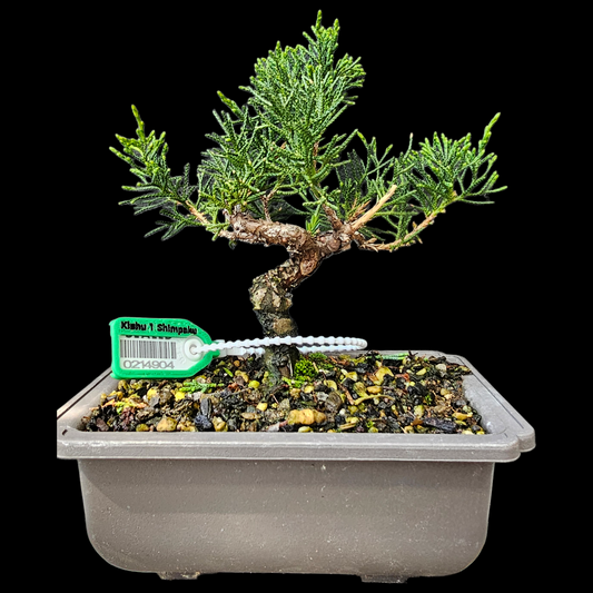 Twisted Kishu Shimpaku Juniper Bonsai