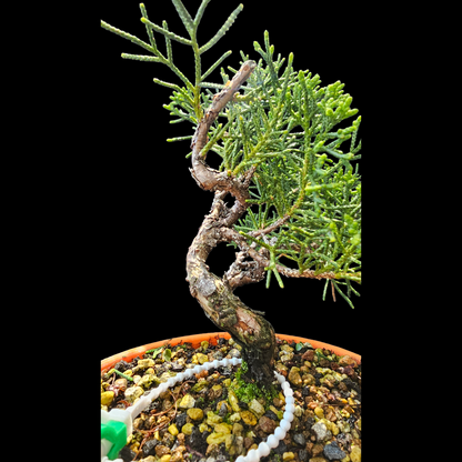 Twisted Kishu Shimpaku Juniper Bonsai