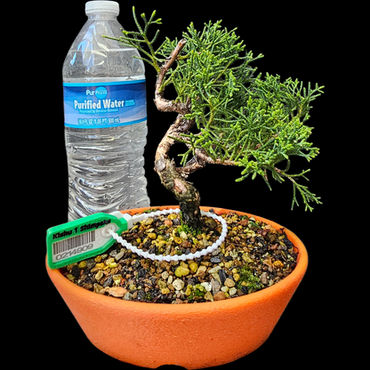 Twisted Kishu Shimpaku Juniper Bonsai